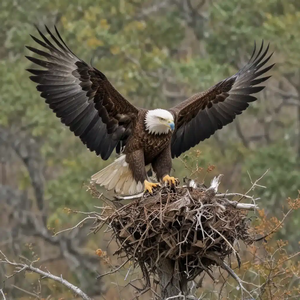 See Rare Eagles at Lake Hickory